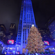 Dead tree on display in New York City.
